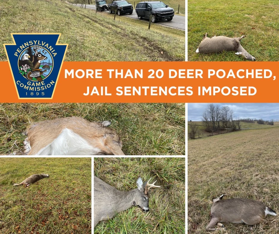 Dead deer killed by poachers in multiple fields in Pennsylvania. 