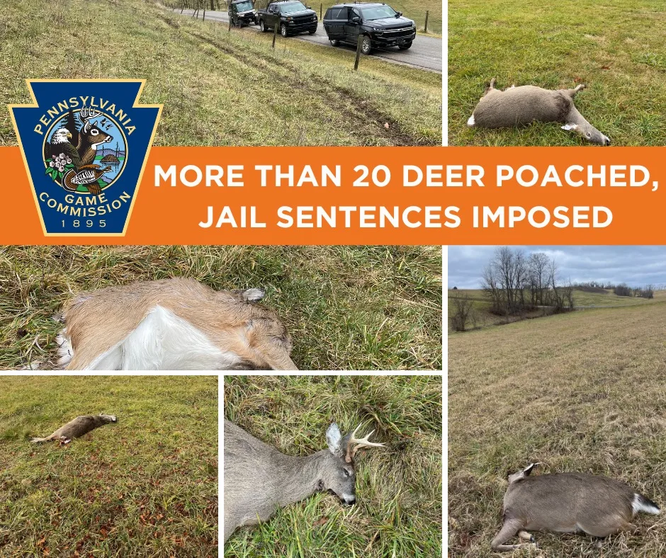 Dead deer killed by poachers in multiple fields in Pennsylvania. 