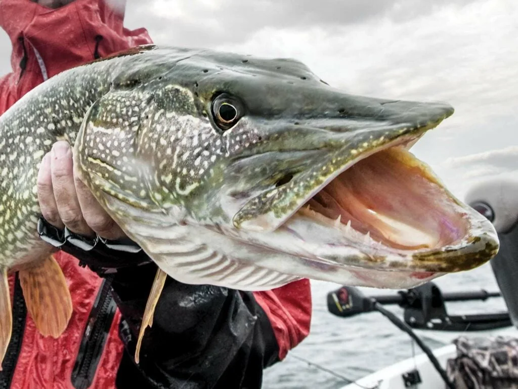 an angler holding a pike