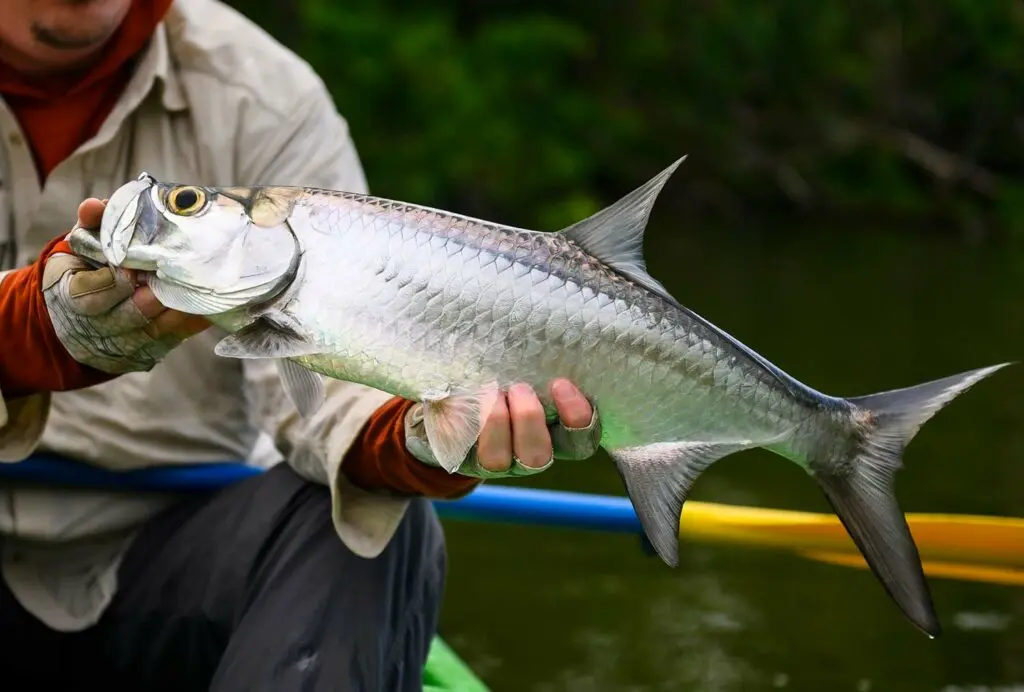 An angler holding up a tarpon near a river.