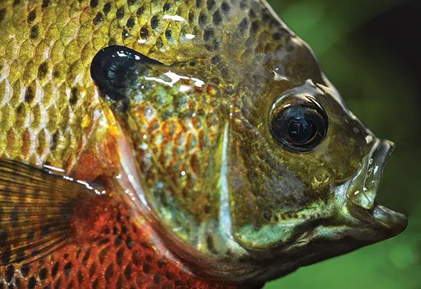 httpswww-fieldandstream-comsitesfieldandstream-comfilesimport2014importarticleembedbluegill-jpg