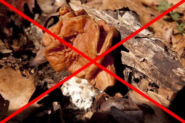 A poisonous mushroom covered with a red x.