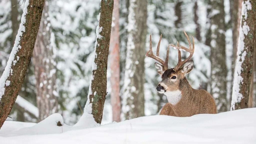 whitetail buck laying in snow