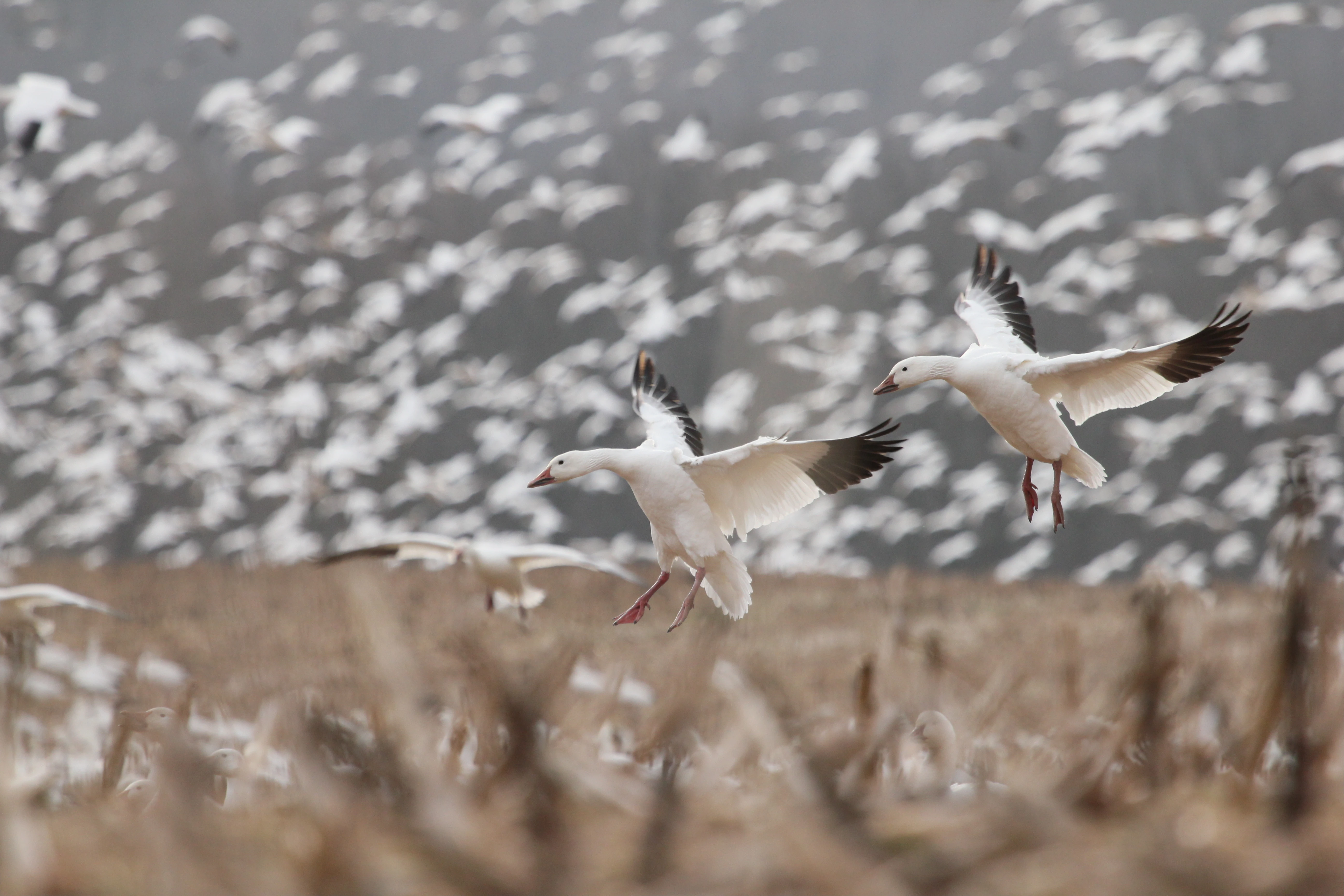 Snow geese landing in a field