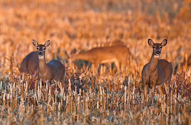 httpswww-fieldandstream-comsitesfieldandstream-comfilesimport2014importarticleembeddeercorn-jpg