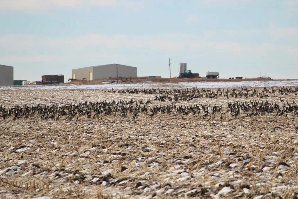 how to hunt late season geese, live geese