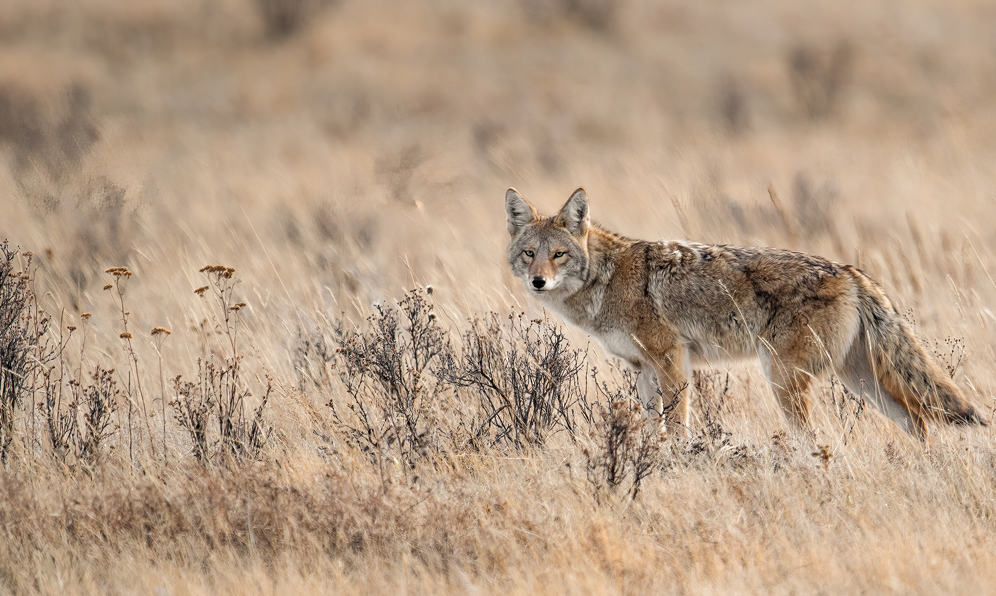 A coyote crosses an open field.