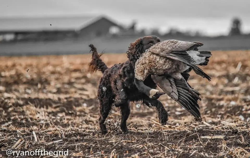 American water spaniel retrieves a goose