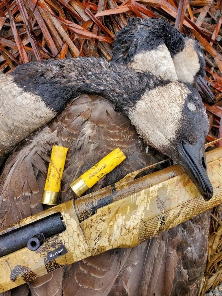 12 gauge vs 20 gauge waterfowl photo