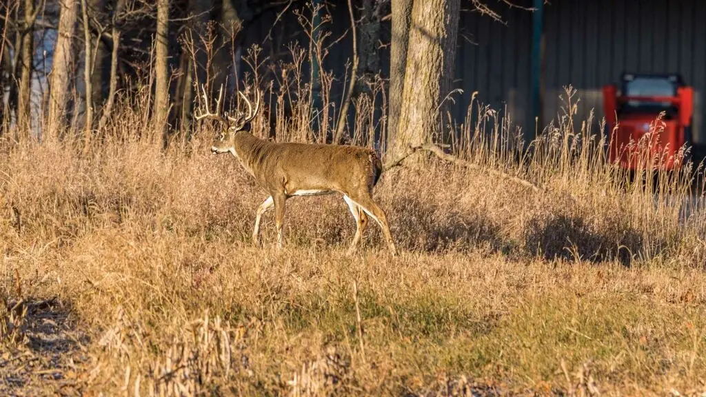 whitetail buck walking through fall field