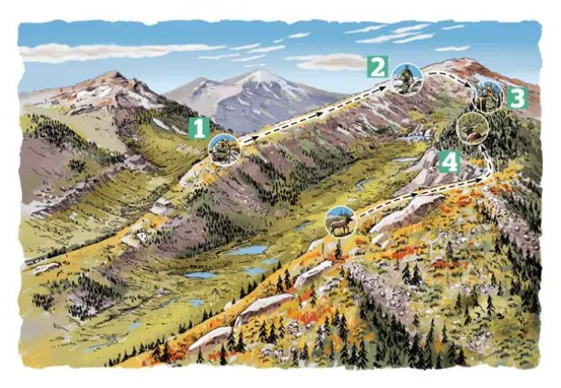 Illustration of a hillside hunt plan for elk.