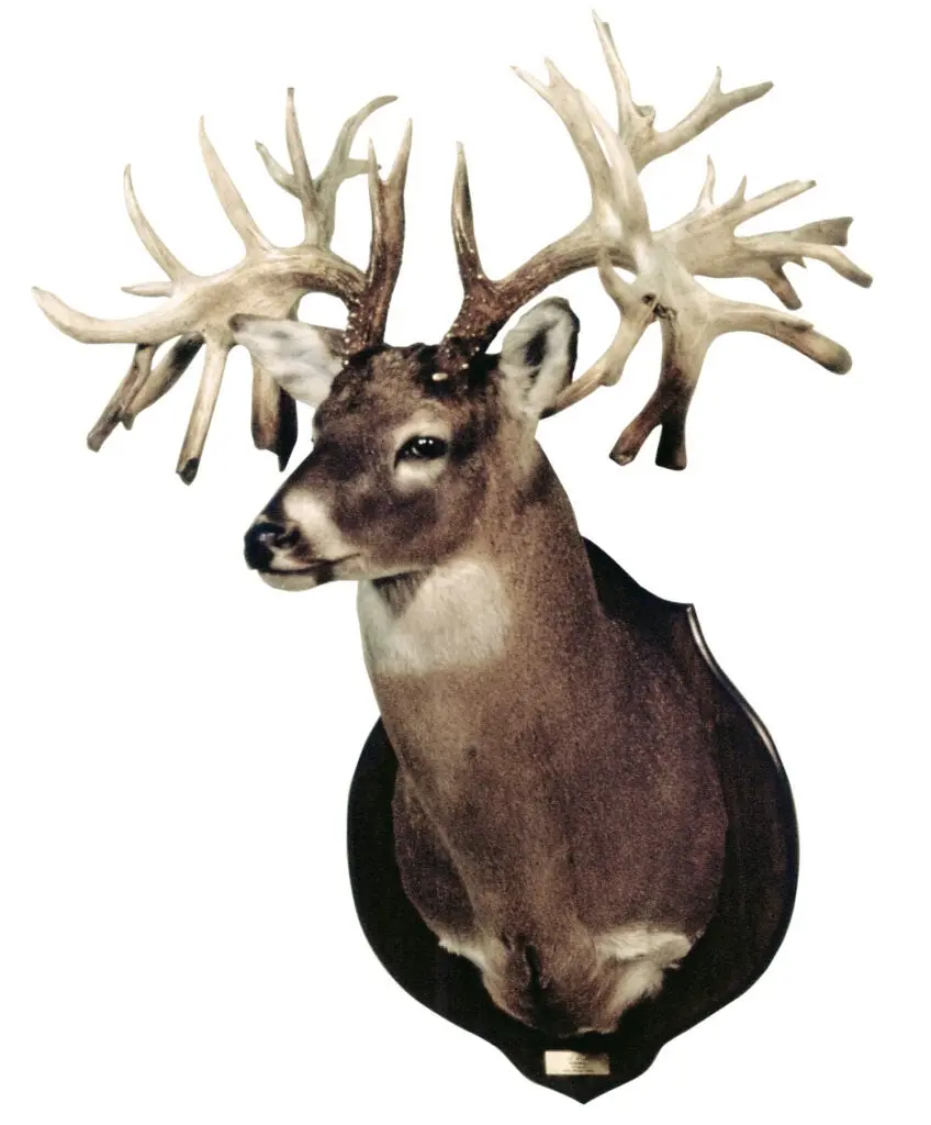 Missouri Monarch whitetail deer.