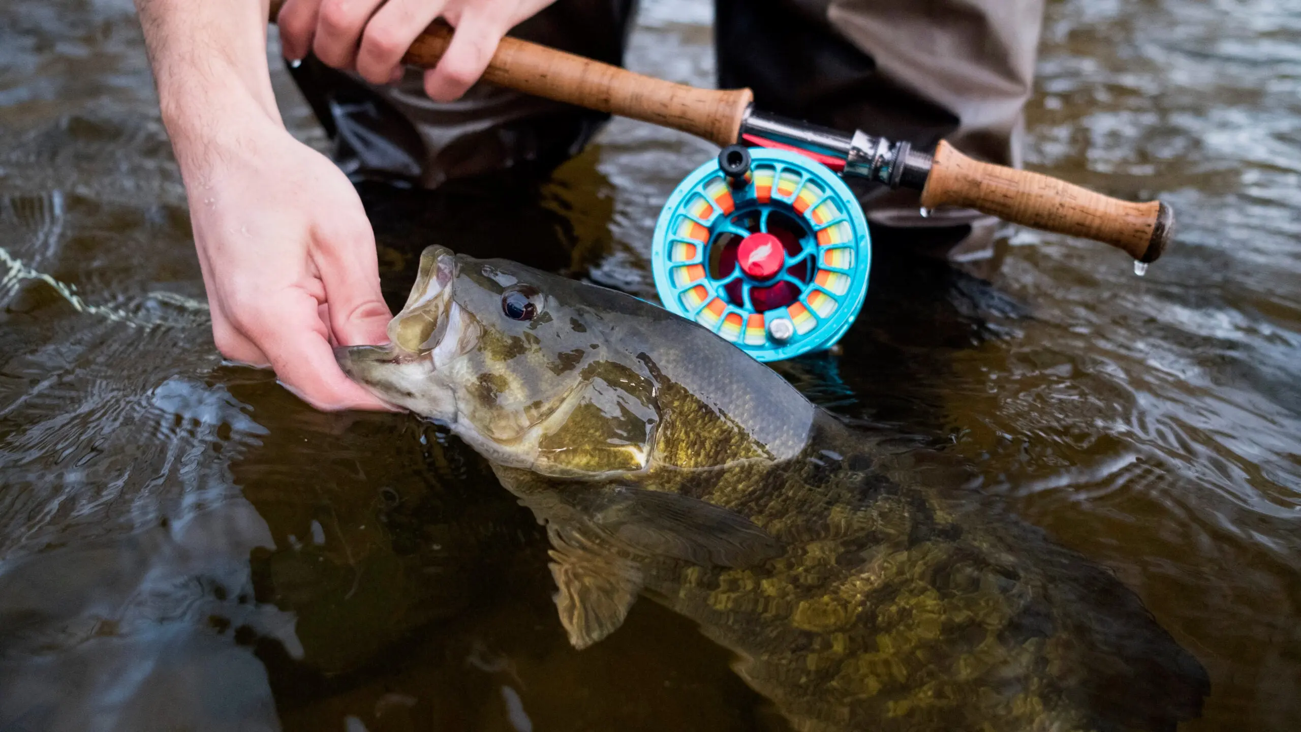 Fly angler releasing a smallmouth bass