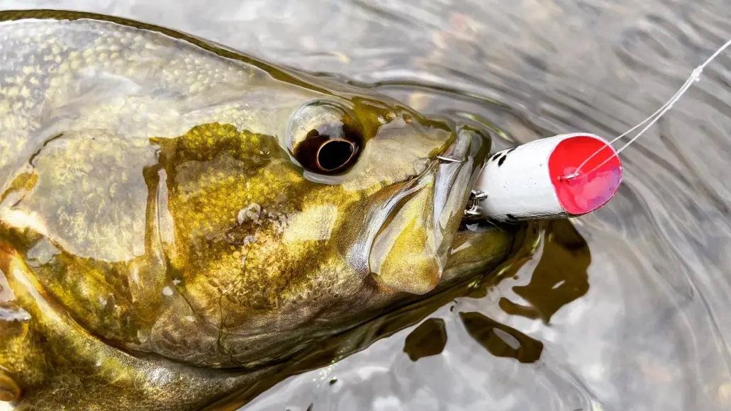 photo of smallmouth bass taken by fishing a popper