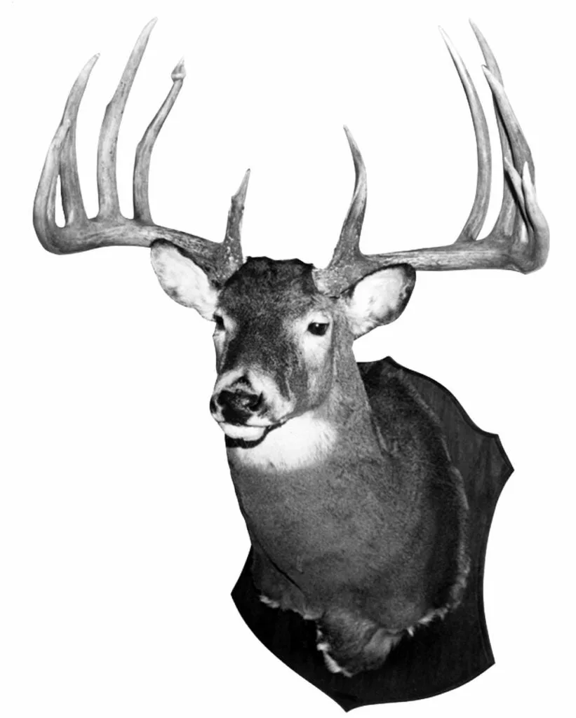 World-record whitetail deer