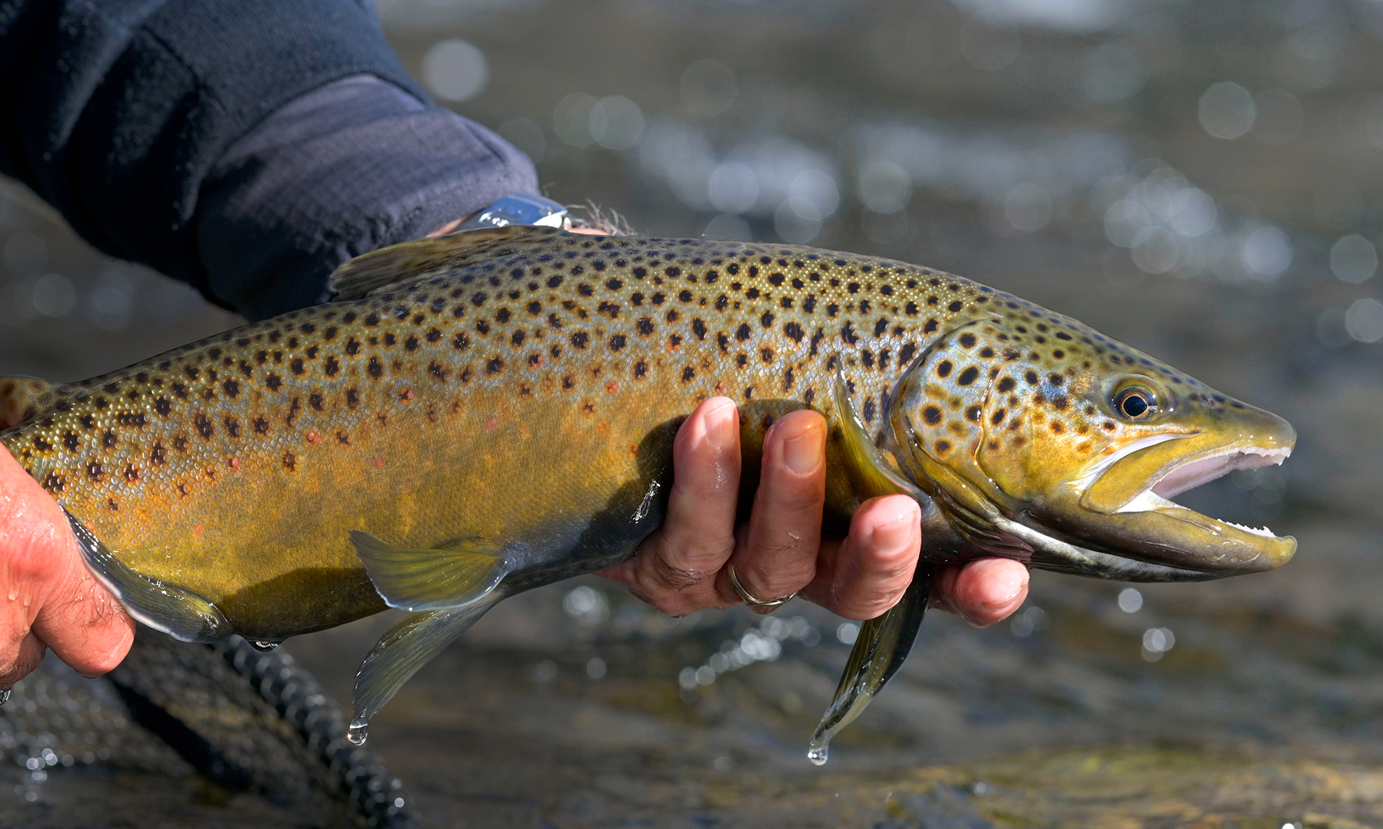 An angler holds a brown trout caught from a river in early spring. 