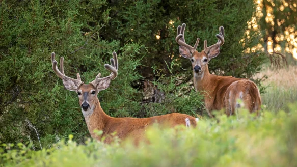 Two velvet-antlered whitetail bucks look back at the camera as they walk along the edge of the woods.