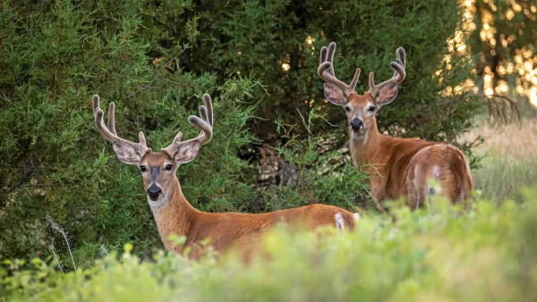 Two velvet-antlered whitetail bucks look back at the camera as they walk along the edge of the woods.