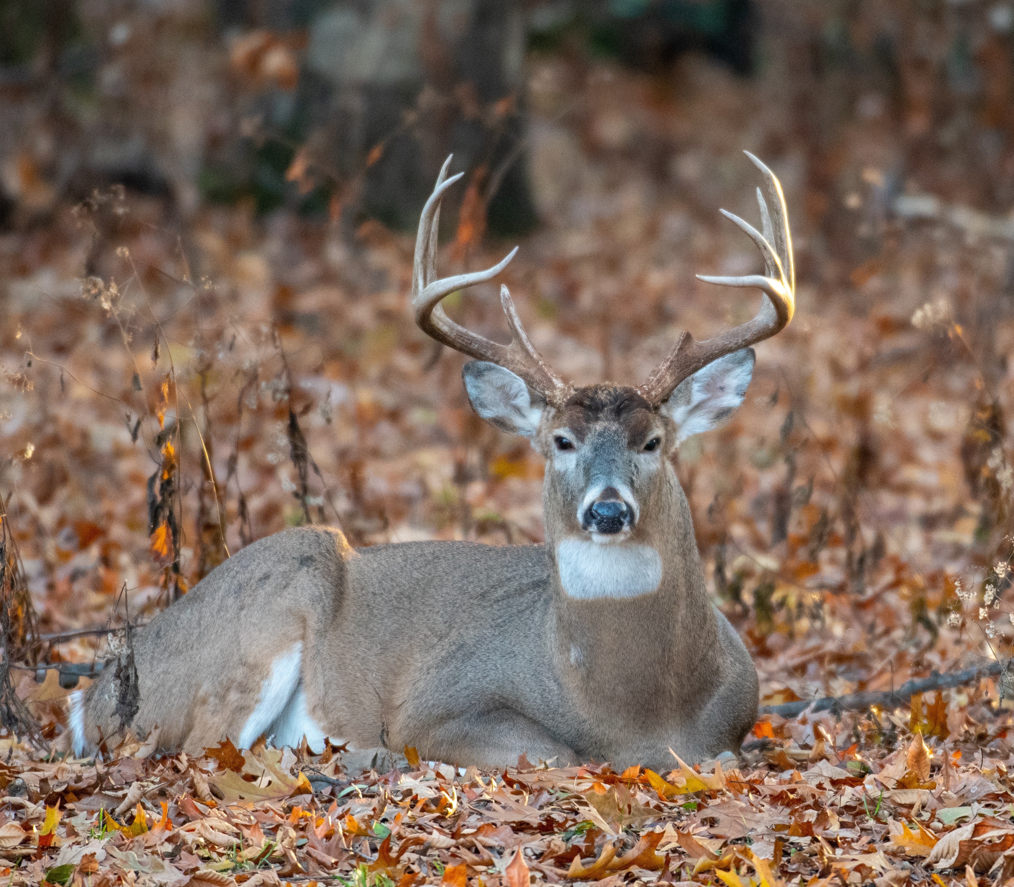 A whitetail buck bedded down in the woods. 