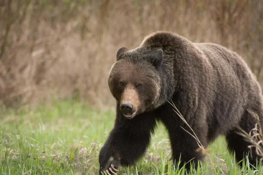 httpspush-fieldandstream-comsitesfieldandstream-comfilesimages2019101-canadian-grizzly-bear-grass-jpg