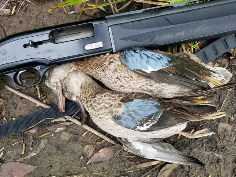 a pair of bluewing teal next to a beretta shotgun