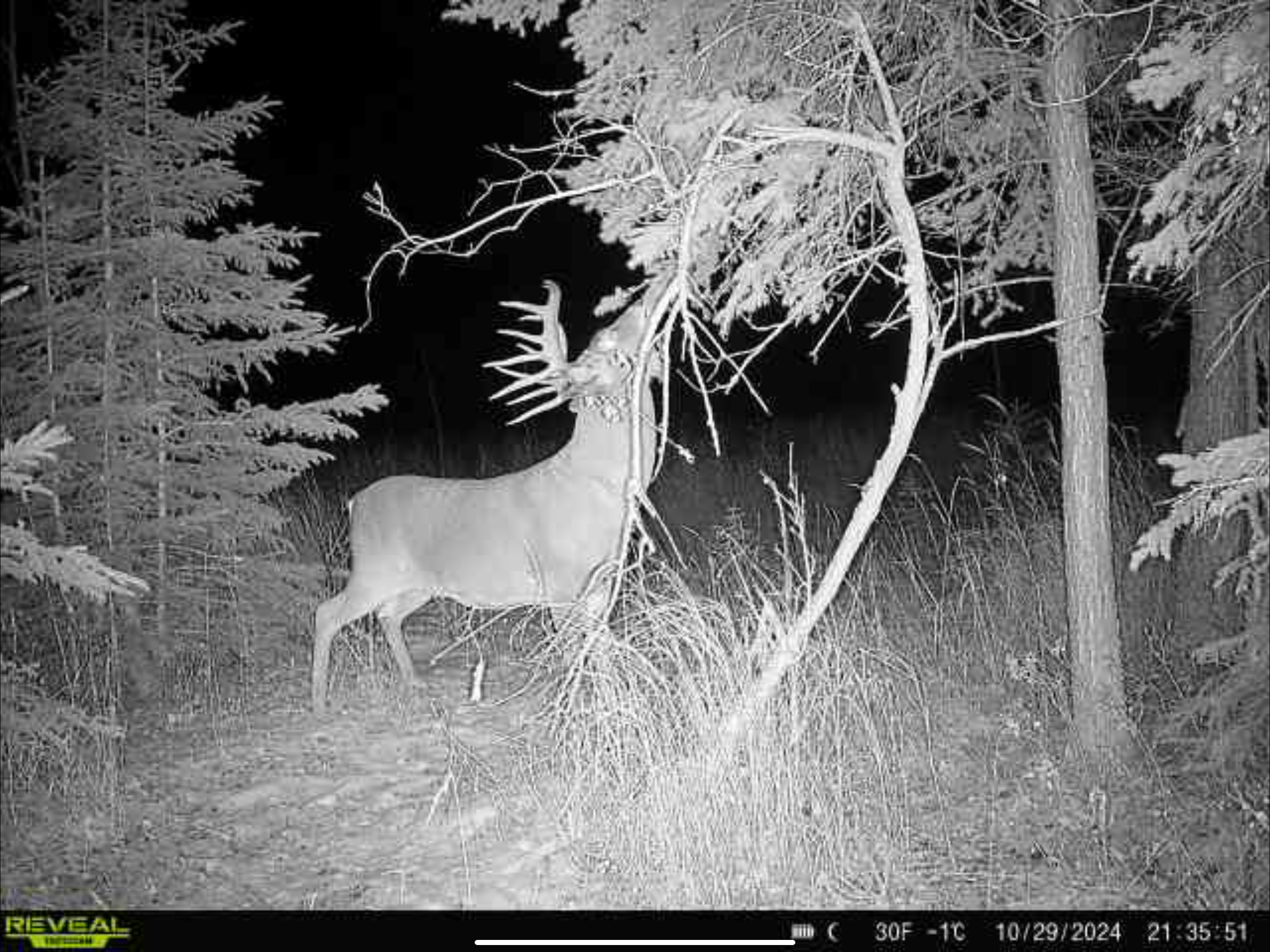 A trail-camera photo of a big Alberta whitetail buck making a scrape. 