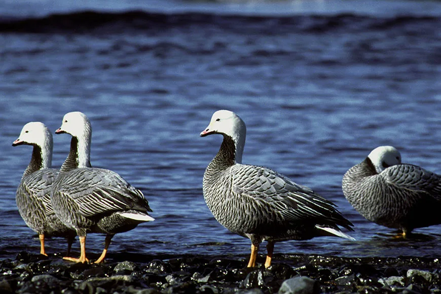 A flock of emperor geese gather on rocks in Alaska.