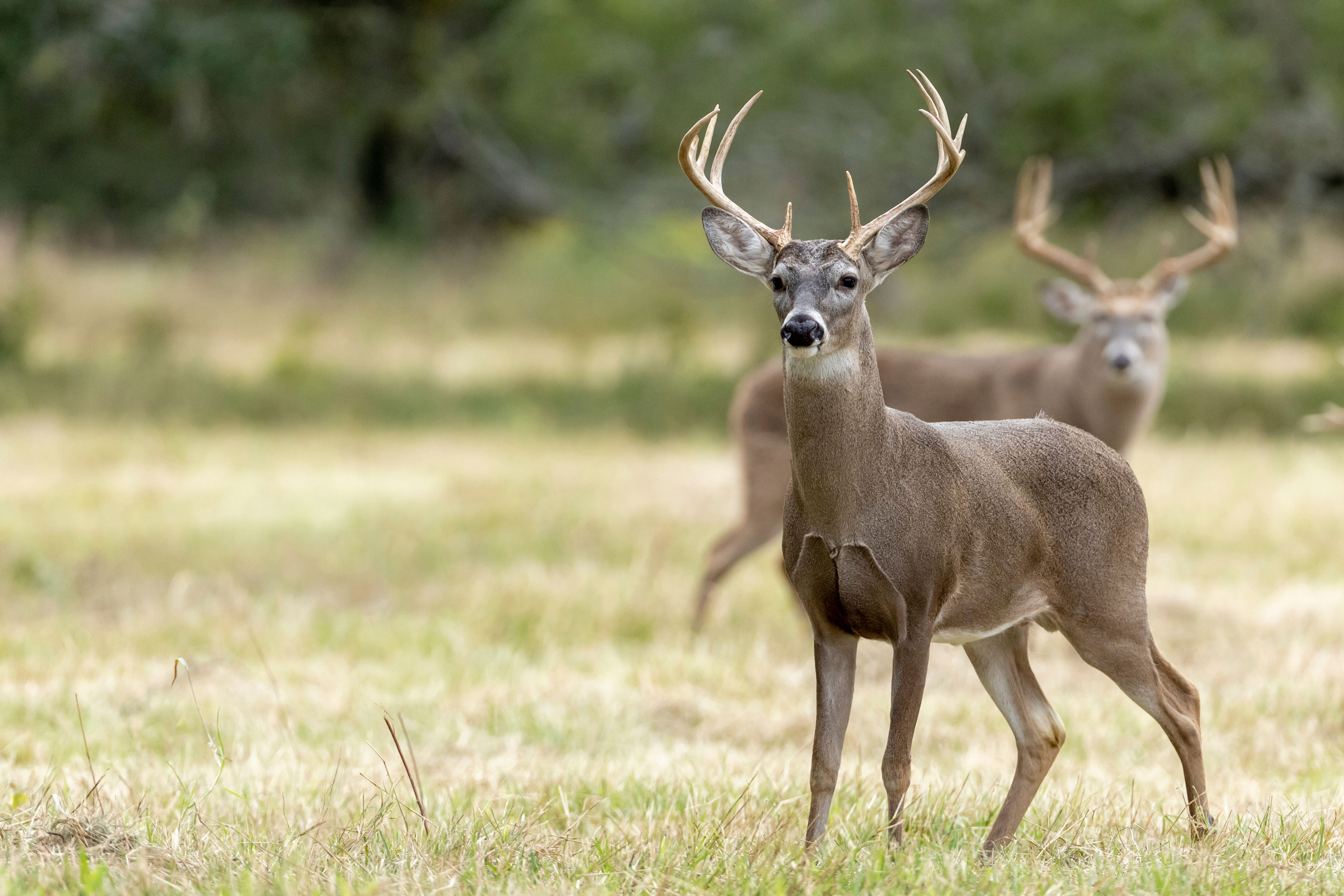 Two whitetail deer on farmland in Texas. 