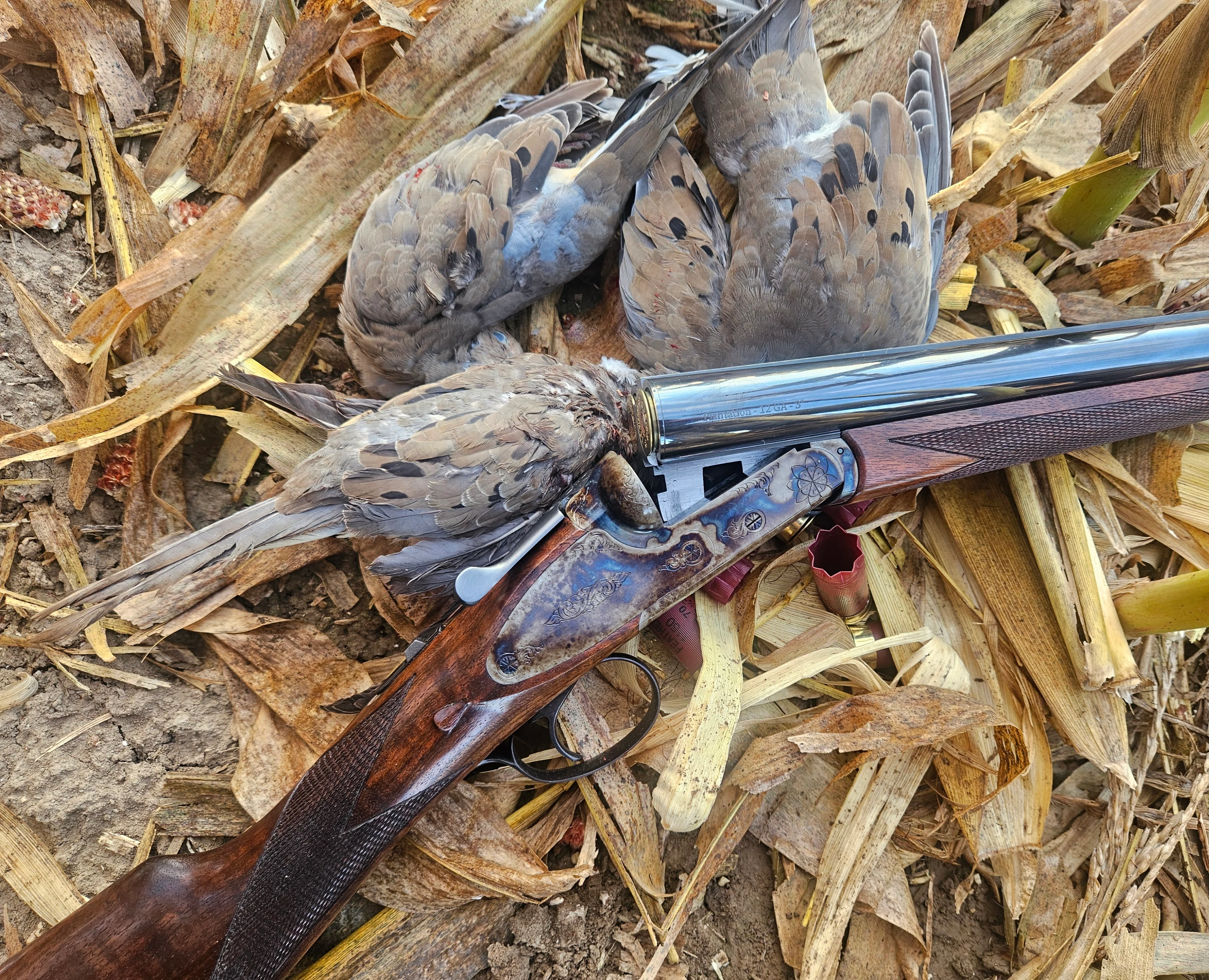 Dickinson Plantation Grade side-by-side shotgun in a cornfield with doves.