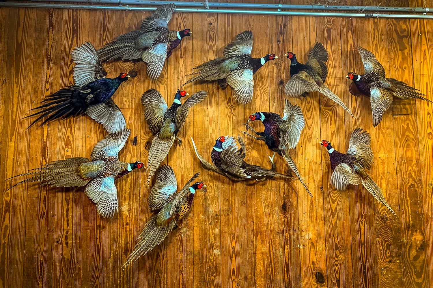 Wall of pheasant taxidermy