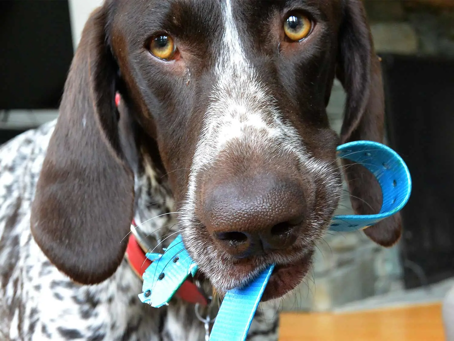 dog chewing on a collar