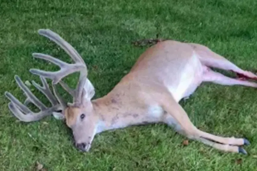 A trophy whitetail deer illegally killed out of season in Iowa. 