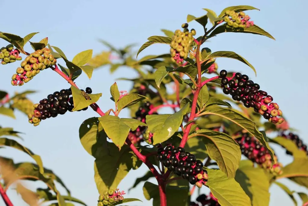 A growth of pokeweed growing.