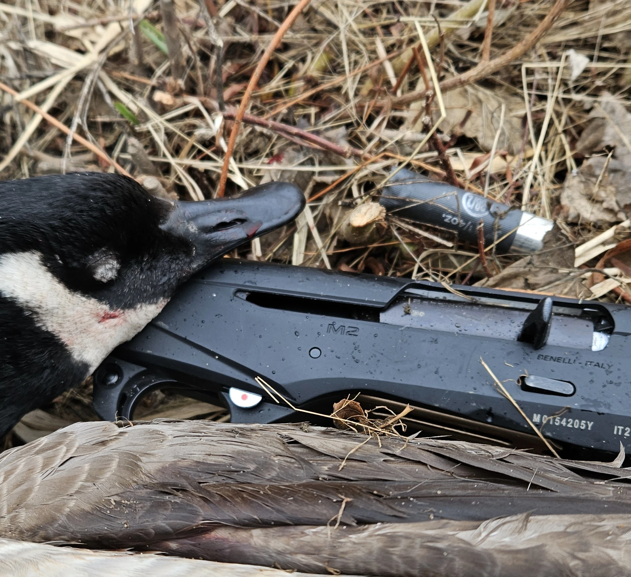 A dead goose laying across a shotgun with an empty shotshell next to it. 