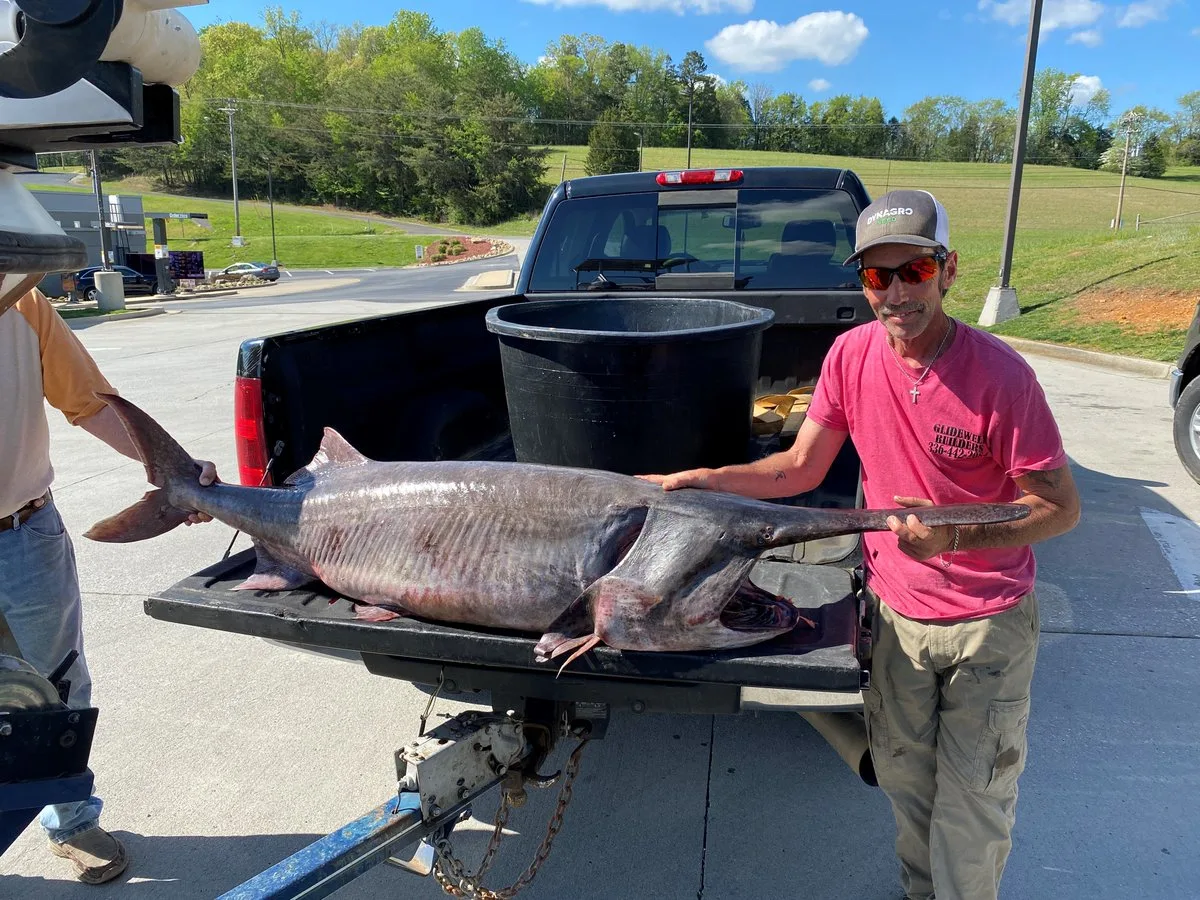An angler poses with a record-breaking paddlefish in Tennessee.