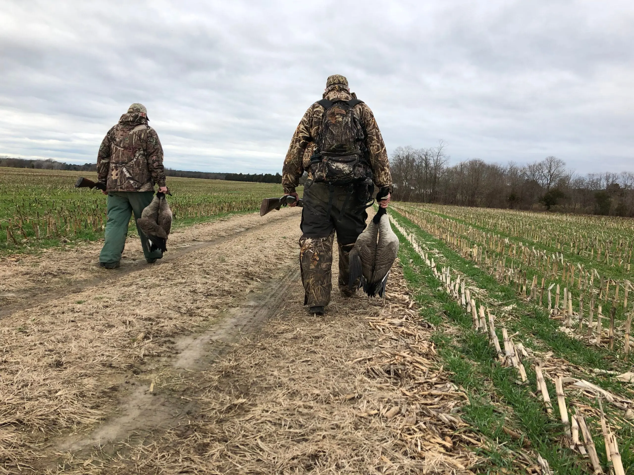 Two men carry dead geese while walking on a road.