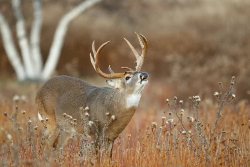 A whitetail buck lip curls as in a goldenrod field with brushy woods in the background. 