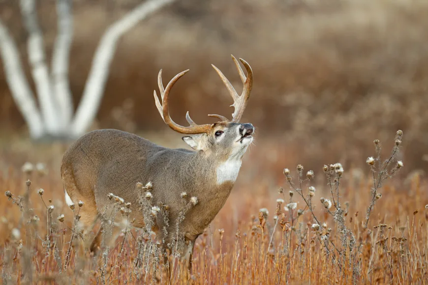 A whitetail buck lip curls as in a goldenrod field with brushy woods in the background.
