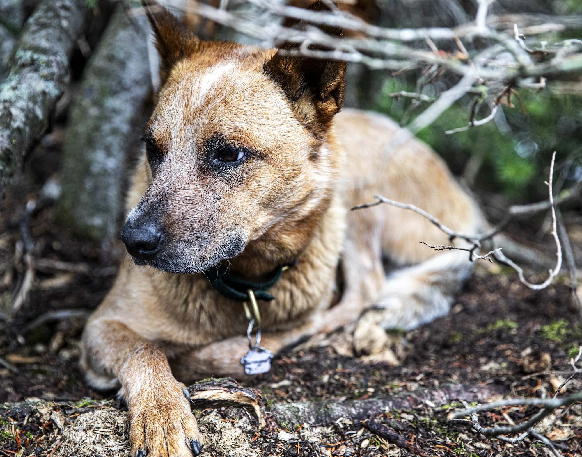 dog-resting-in-wilderness