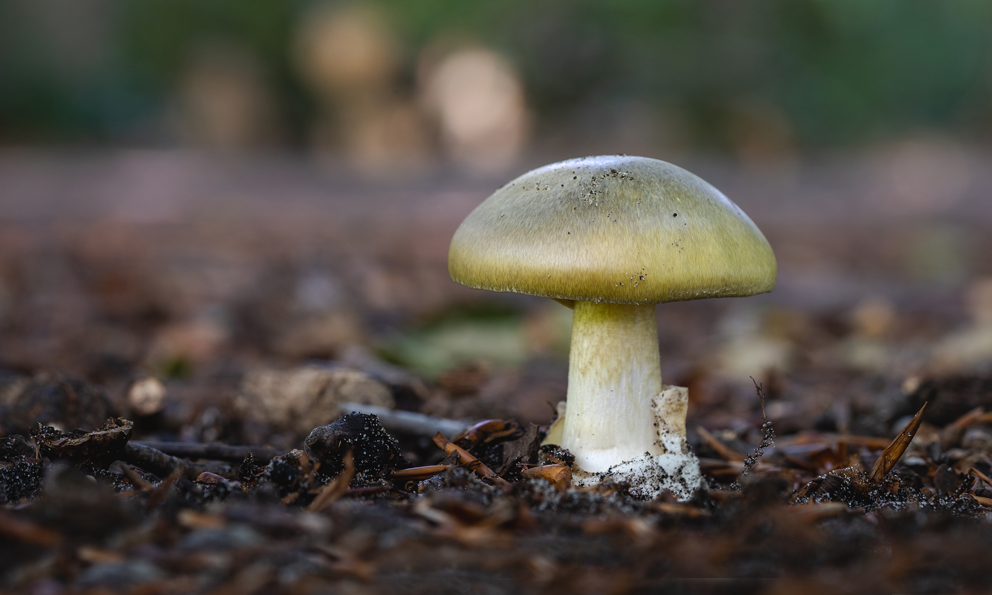A death cap mushroom (Amanita phalloides) growing on the forest floor.