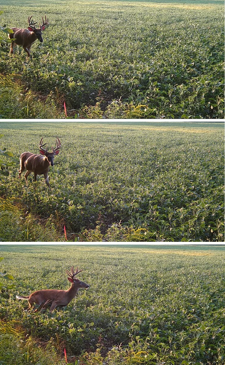 Three trail cam photos of a buck spotting a camera and running away.