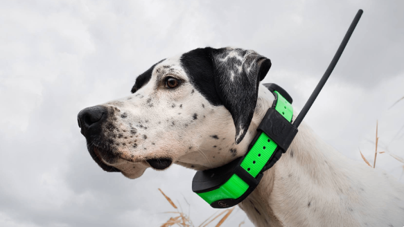 SportDog GPS Tracker