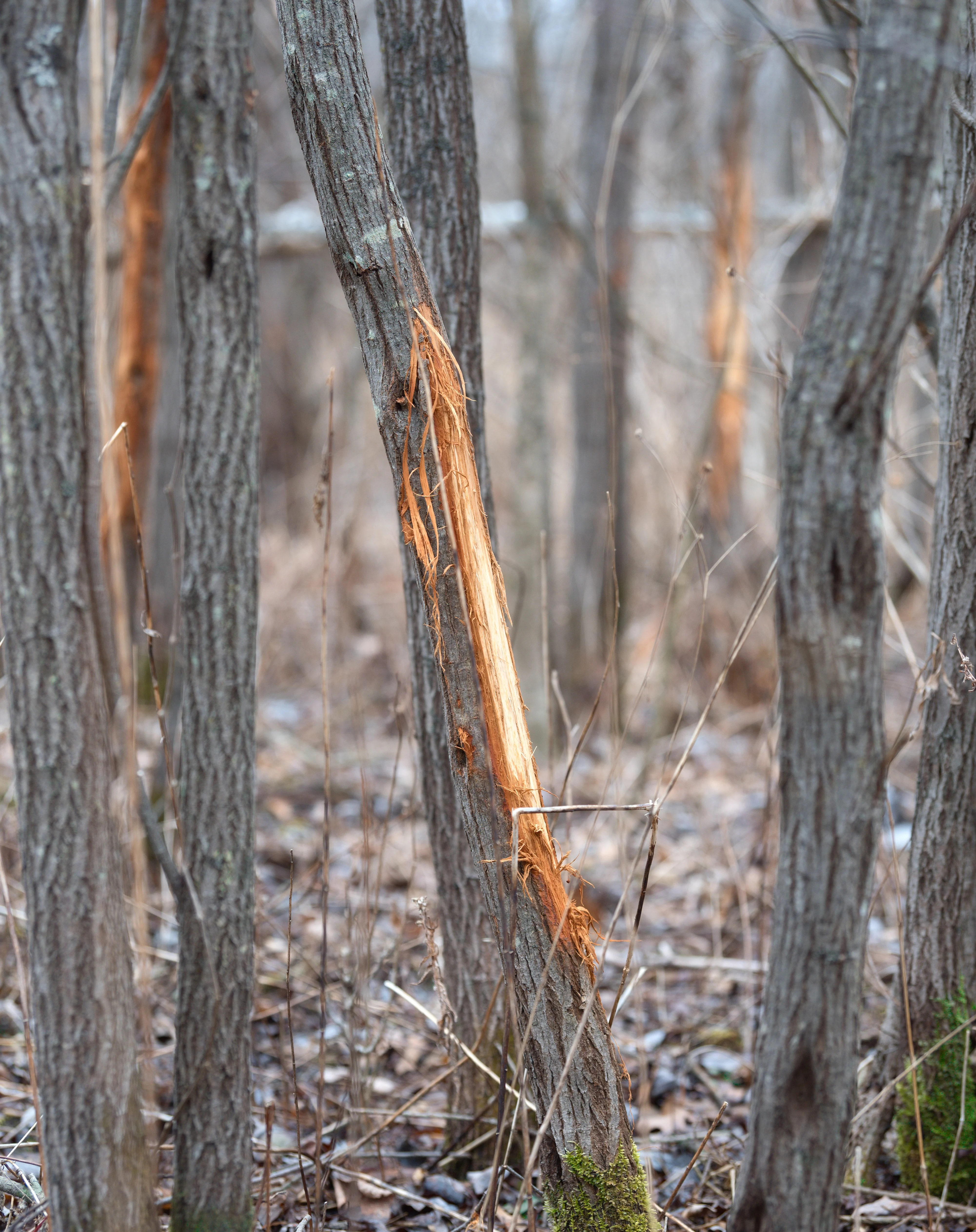 Several trees in a wooded area with the bard rubbed off by whitetail bucks.