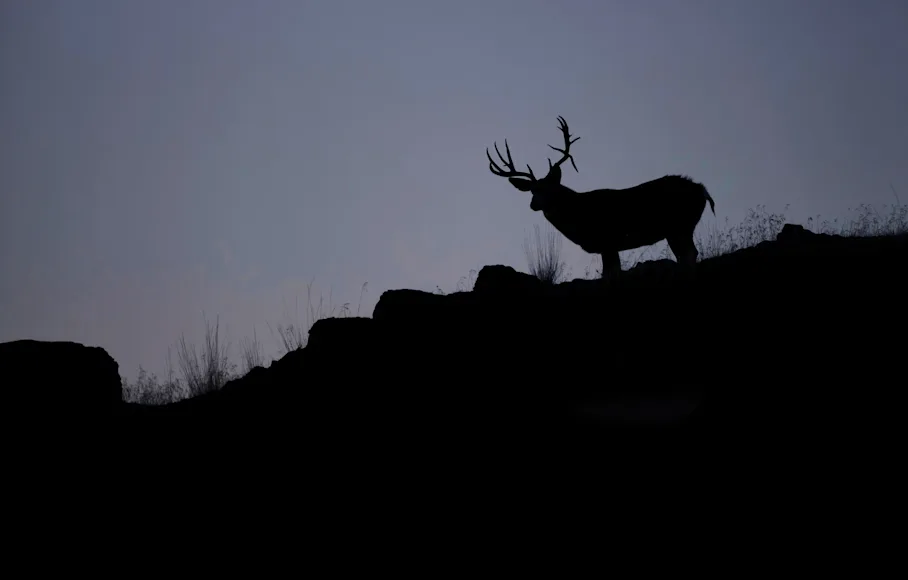 mule deer buck stands on a hillside behind a blue sky