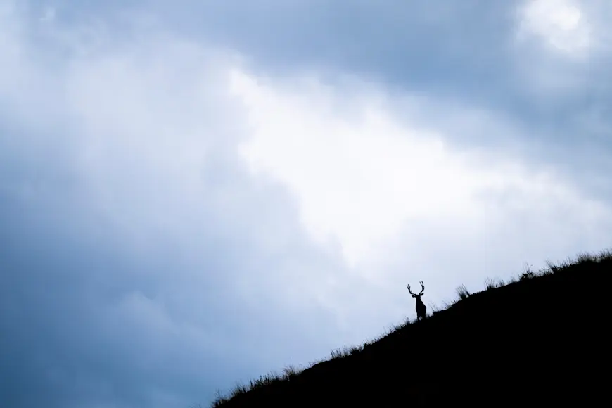 mule deer buck stands on a hillside behind a blue sky