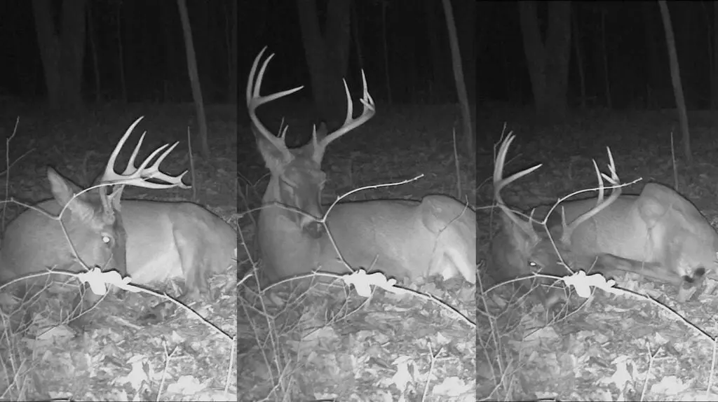 photo of whitetail deer sleeping