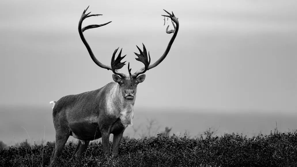 A big bull caribou walks across the tundra