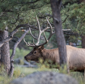 A bull elk walks through dense timber. 