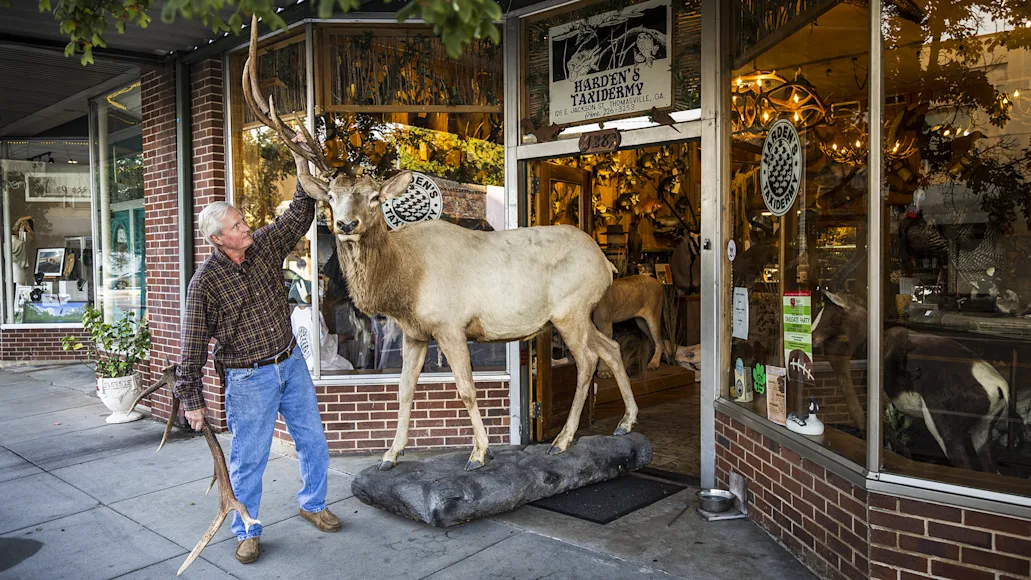 Man walking bull elk taxidermy in front of a shop.