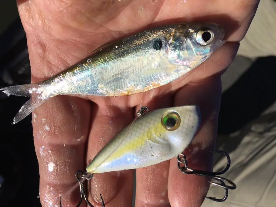 Shad baitfish next to lipless crankbait in hand